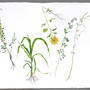 Esquisses botaniques . Aquarelle sur papier Arches . 57 x 76 cm
