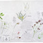 Pampa -  Chardons, Phitolaica dioica et Parkinsonia aculeata.Herbier sur toile . Peinture acrylique et gesso sur toile . 180 x 90 cm . 2018