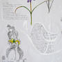 Spetses - Invierno-Primavera. Limonastrum, Phlomis fruticosa . Détail